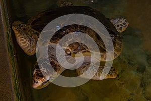 Loggerhead sea turtle at turtle hospital in Sri Lanka