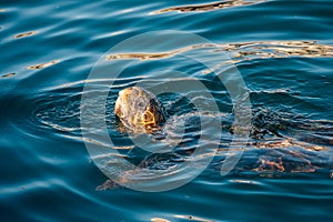 Loggerhead sea turtle underwater then emerging above water surface to catch fresh air sip. Beauty in nature concept photo on