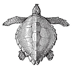 Loggerhead sea turtle, vintage engraving