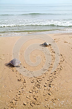 Loggerhead Sea Turtles (Caretta caretta)