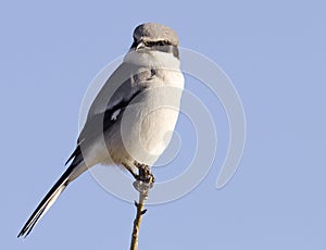 Loggerhead Shrike