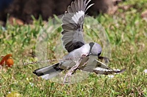 Loggerhead Shrike