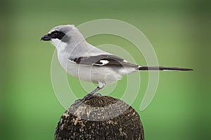 Loggerhead shrike