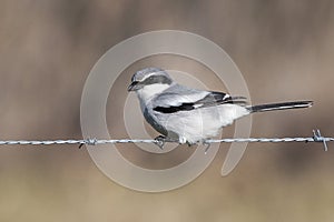 Loggerhead Shrike on Barbed Wire