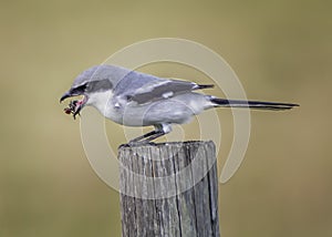 Loggerhead Shrike Bird Catches a Fly