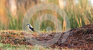 Loggerhead shrike bird Lanius ludovicianus perches on the ground