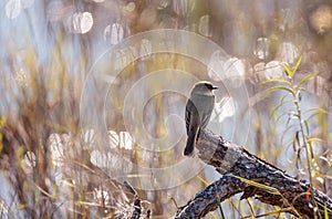 Loggerhead Shrike bird Lanius ludovicianus perches on a piece of