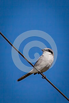 Loggerhead Shrike bird on a wire
