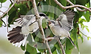 Loggerhead Shrike Feeding Its Hungry Fledglings!