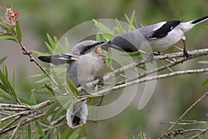 Loggerhead Shrike Feeding It`s Fledgling