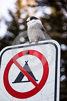Loggerhead Shrike on a Interdiction to do Camping Sign during Wi