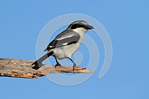 Loggerhead Shrike (Lanius ludovicianus)