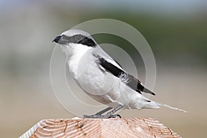 Loggerhead Shrike (Lanius ludovicianus)