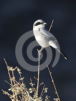 Loggerhead Shrike - Lanius ludovicianus