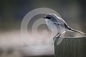 Loggerhead Shrike (Lanius ludovicianus)