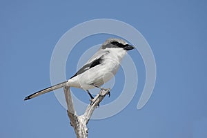 Loggerhead Shrike (Lanius ludovicianus) photo