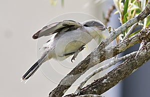 Loggerhead Shrike Learning How To Hunt!