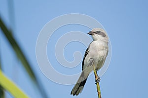 Loggerhead Shrike Perched