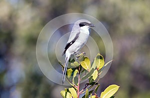 loggerhead shrike