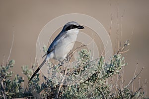 Loggerhead shrike perched on Sagebrush