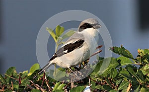 Loggerhead Shrike A Portrait!