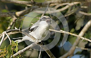 The Loggerhead Shrike in south Florida