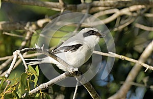 The Loggerhead Shrike in south Florida