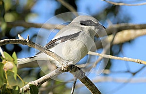 The Loggerhead Shrike in south Florida