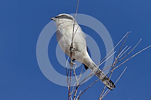 Loggerhead shrike is striking against blue sky