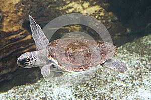 Loggerhead Turtle