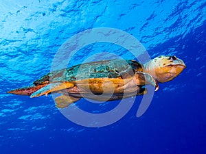 Loggerhead Turtle against Blue Water