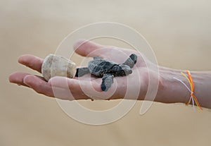 Loggerhead Turtle baby