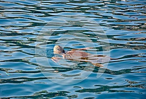 Loggerhead turtle, Bali, Crete.