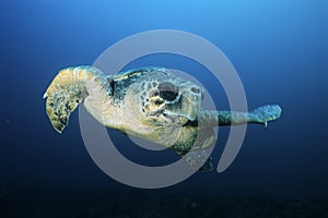 Loggerhead turtle (caretta caretta) drifting