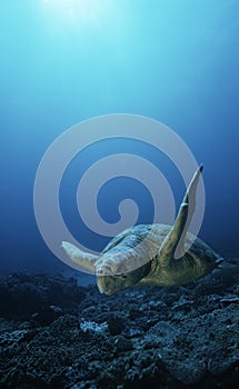 Loggerhead turtle (caretta caretta) drifting