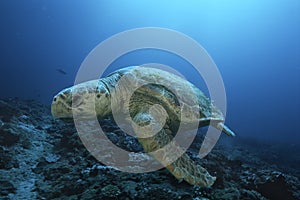 Loggerhead turtle (caretta caretta) drifting