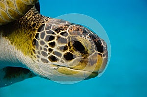 Loggerhead Turtle Closeup