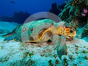 Loggerhead Turtle Eating a Conch