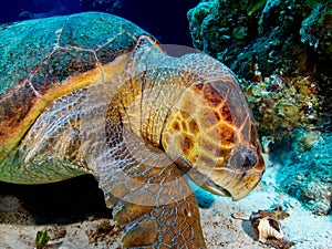 Loggerhead Turtle Eating a Conch