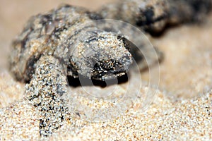 Loggerhead Turtle Hatchling