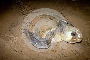 Loggerhead Turtle Nesting on Sand Mon Repos Bundaberg Australia