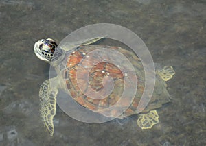 Loggerhead Turtle Profile