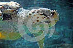 Loggerhead turtle, profile