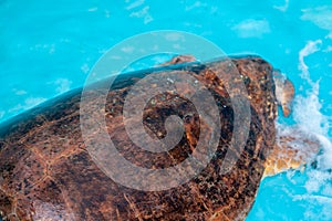 Loggerhead Turtle recovering in a pool with water
