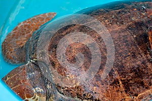 Loggerhead Turtle recovering in a pool with water