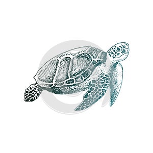 Loggerhead Turtle with Strong Armor Swimming Deep Underwater Vector Sketched Illustration