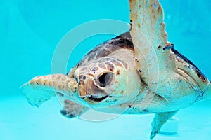 Loggerhead Turtle Swims in Bright Blue Sun-drenched Water photo