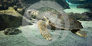 Loggerhead turtle under water