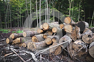 loggers cut down many trees in the forest for firewood