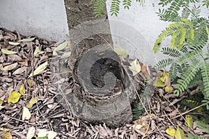 Loggers timber tree in forest.